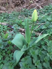 Tulipa gesneriana