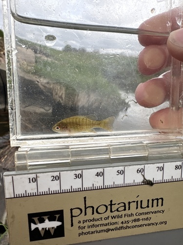 Green Sunfish