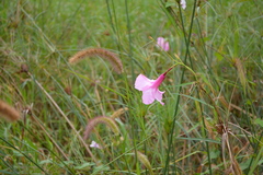 Rhabdadenia ragonesei