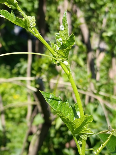 Наблюдение на iNaturalist
