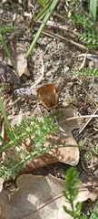 Dotted Bee Fly