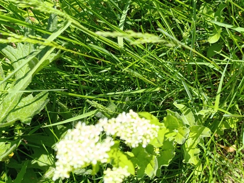 Наблюдение на iNaturalist