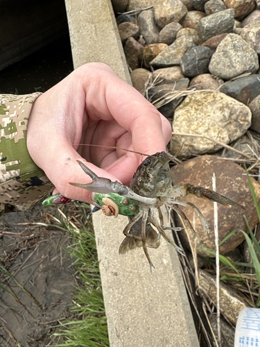 Calico Crayfish