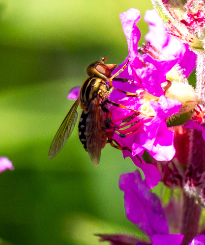 Striped Swamp Fly, Lekkerkerk, Nederland, photo 10 of 10