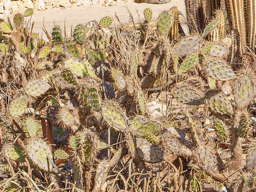 Opuntia caracassana, photograph 1