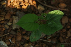 Ipomoea muricata