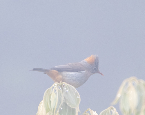 Yuhina occipitalis, 2026-05-12