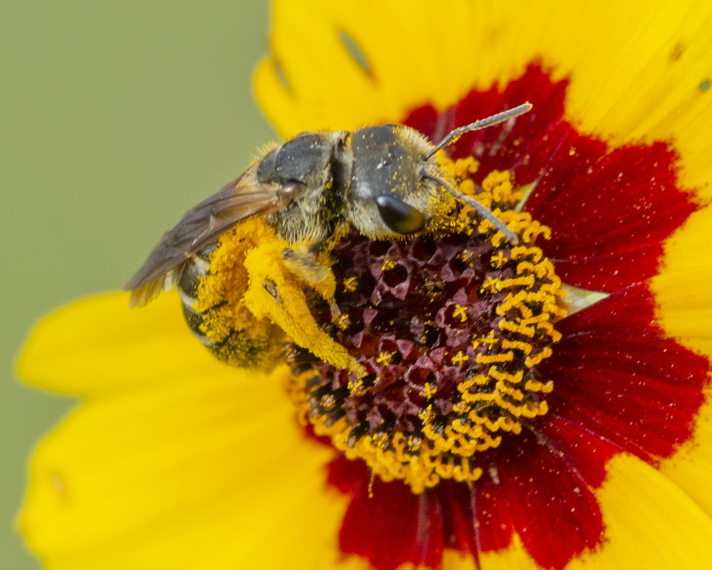 Odontalictus from Petal, MS 39465, USA on April 9, 2020 at 0741 AM by