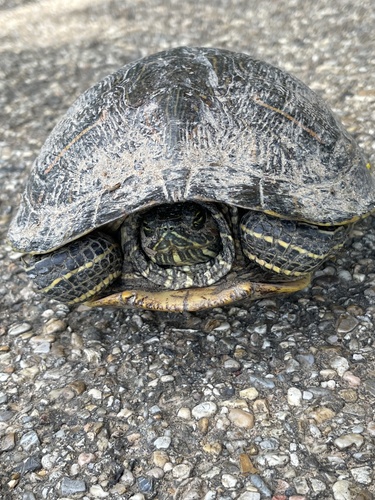 Red-eared Slider