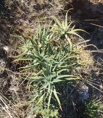 Aloiampelos striatula