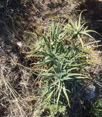 Aloiampelos striatula