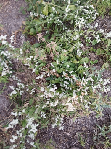 Foambush