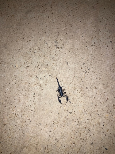 Laotian Giant Scorpion