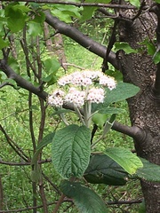Viburnum rhytidophyllum