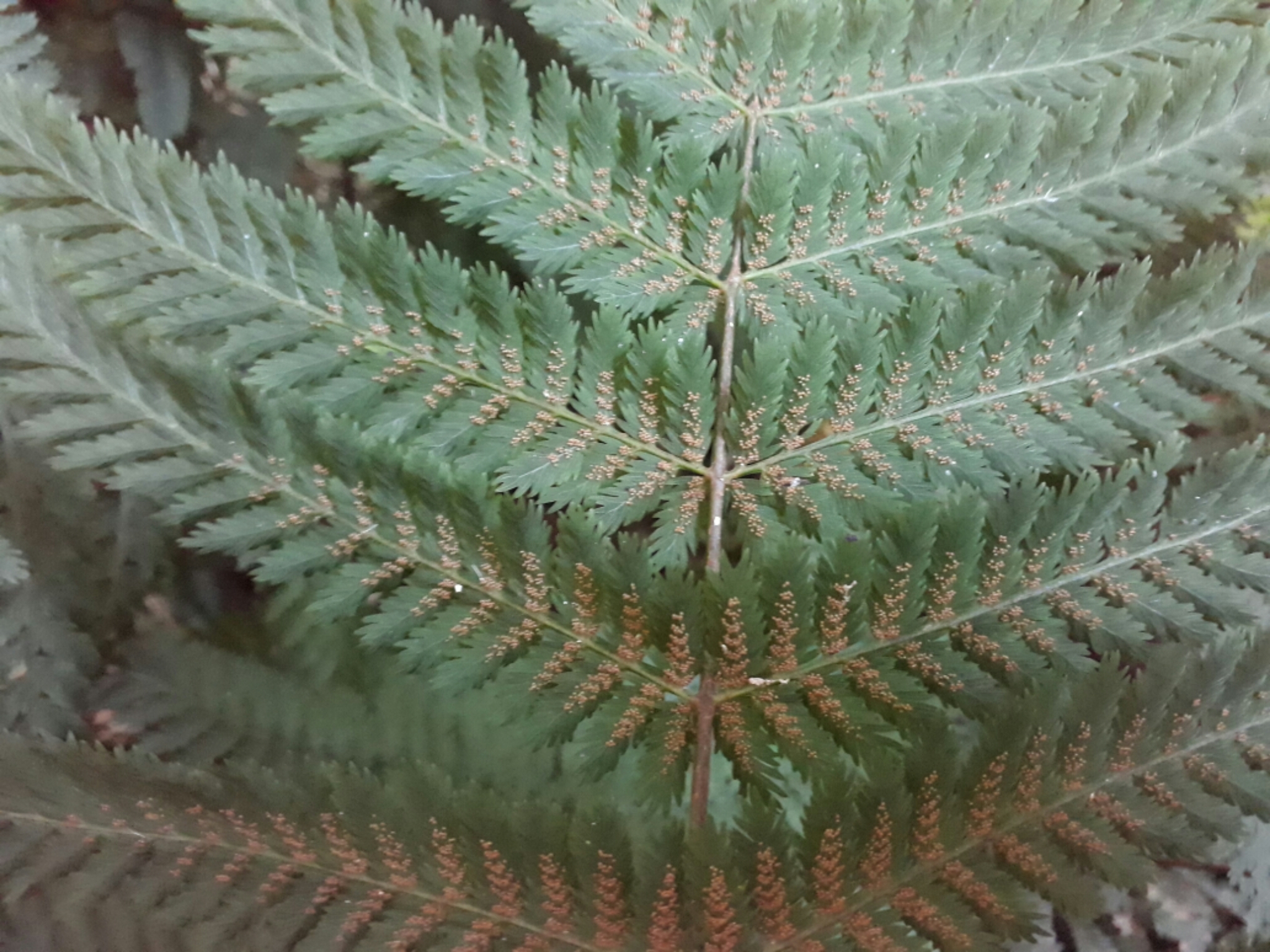 Leptopteris hymenophylloides image