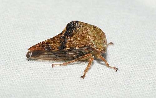 Palonica pyramidata declivata
