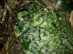 Hymenophyton flabellatum