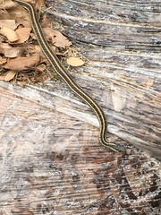 Thamnophis sirtalis annectens