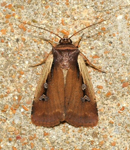 Flame-shouldered Dart photo 5
