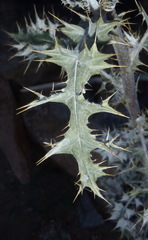 Berkheya heterophylla radiata