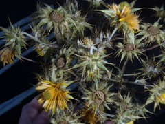 Berkheya heterophylla radiata