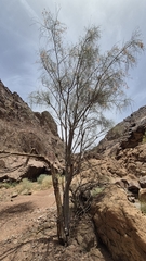Moringa peregrina, photograph (c) Mahomed Desai, some rights reserved (CC BY)