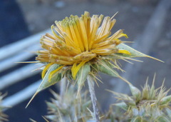 Berkheya heterophylla radiata