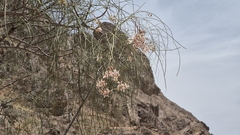 Moringa peregrina, photograph (c) Mahomed Desai, some rights reserved (CC BY)