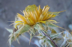 Berkheya heterophylla radiata
