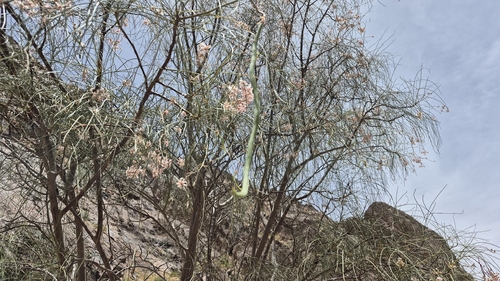 Moringa peregrina, photograph 4