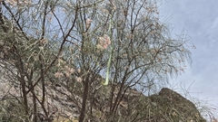 Moringa peregrina, photograph (c) Mahomed Desai, some rights reserved (CC BY)