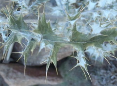 Berkheya heterophylla radiata