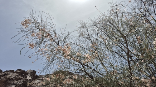 Moringa peregrina, photograph 5