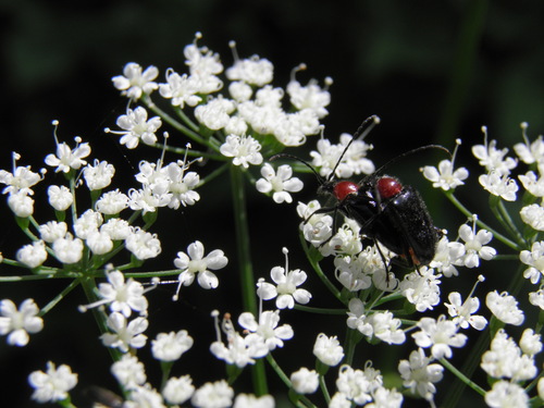 Ąžuolinis Žievininkas