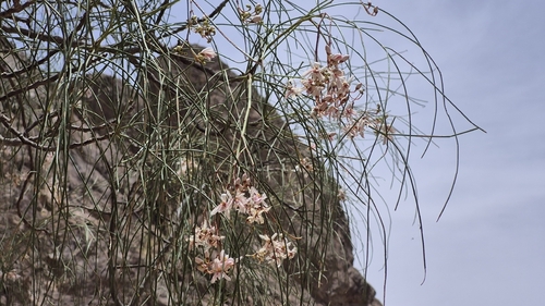 Moringa peregrina, photograph 6
