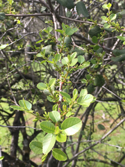 Rhamneae