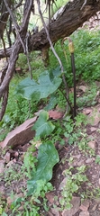 Arum korolkowii