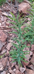 Polygonatum sewerzowii, photograph author not stated, no rights reserved