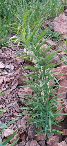 Polygonatum sewerzowii, photograph 4