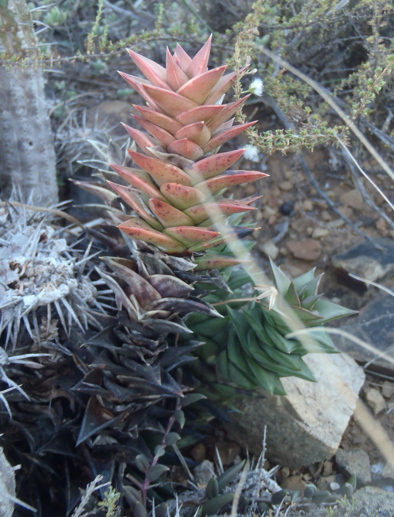 Astroloba congesta, Egg Rock Karoo Garden