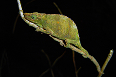Rhampholeon marshalli