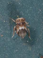 Megophthalminae
