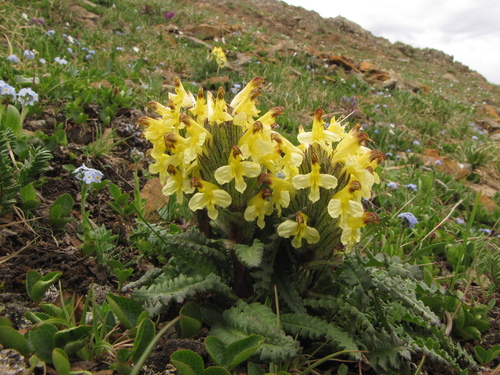 Oeder's Lousewort
