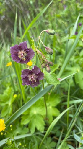 Geranium phaeum