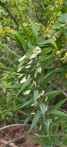 Polygonatum sewerzowii, photograph 1