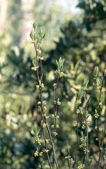 Lindera subcoriacea