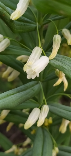 Polygonatum sewerzowii, photograph 2