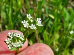 Valerianella