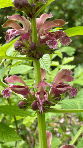 Lamium orvala