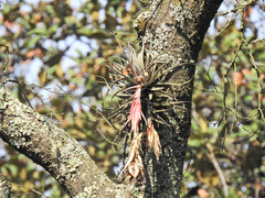Tillandsia erubescens